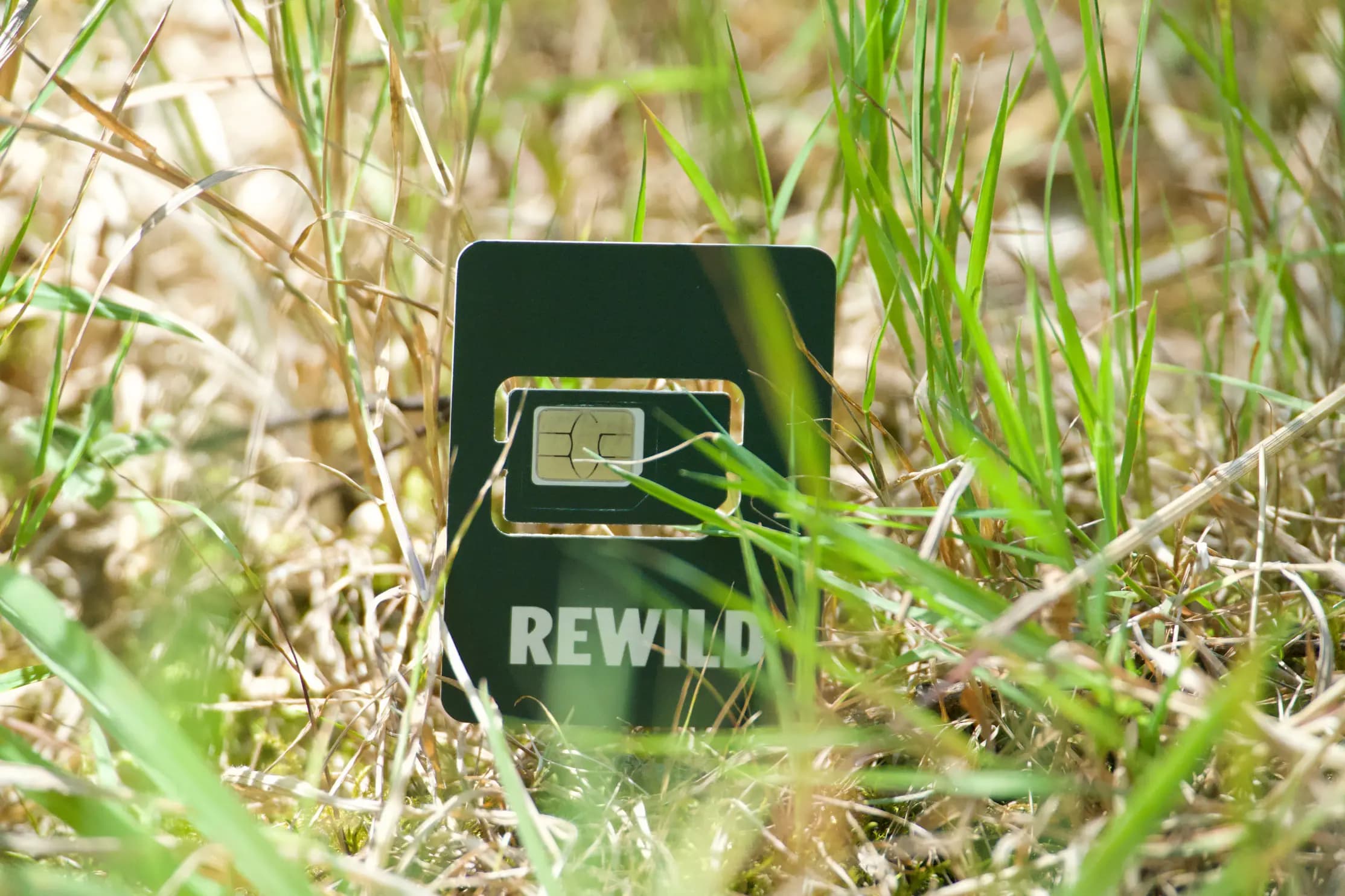 Rewild everyday sim card placed in grass