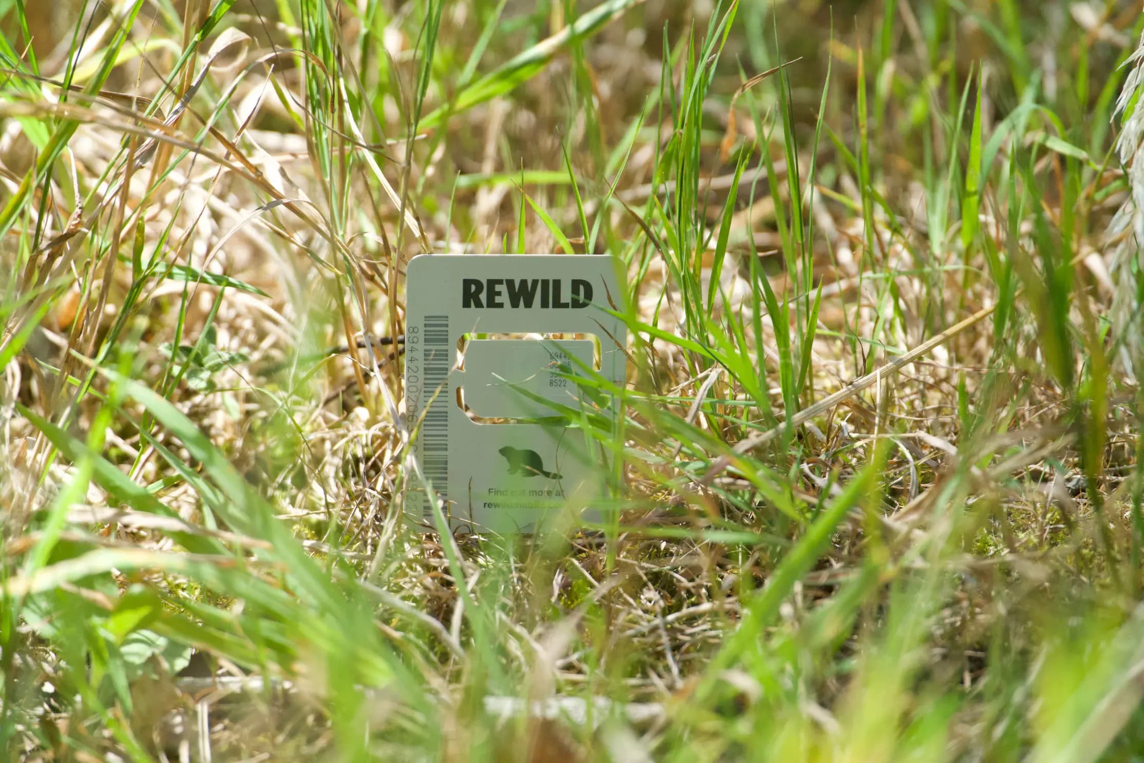 Rewild travel sim card placed in grass